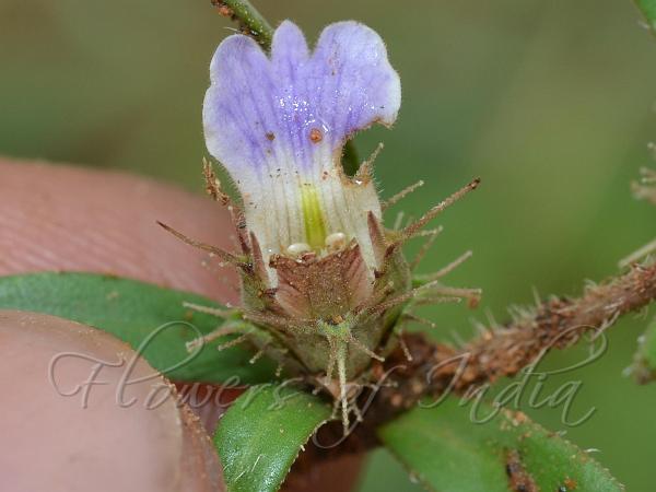 Narrow-Leaf Blepharis
